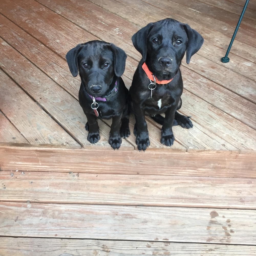 Meet your Posher, Troy